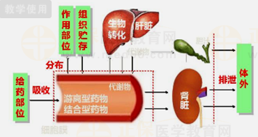 藥物的體內(nèi)過程